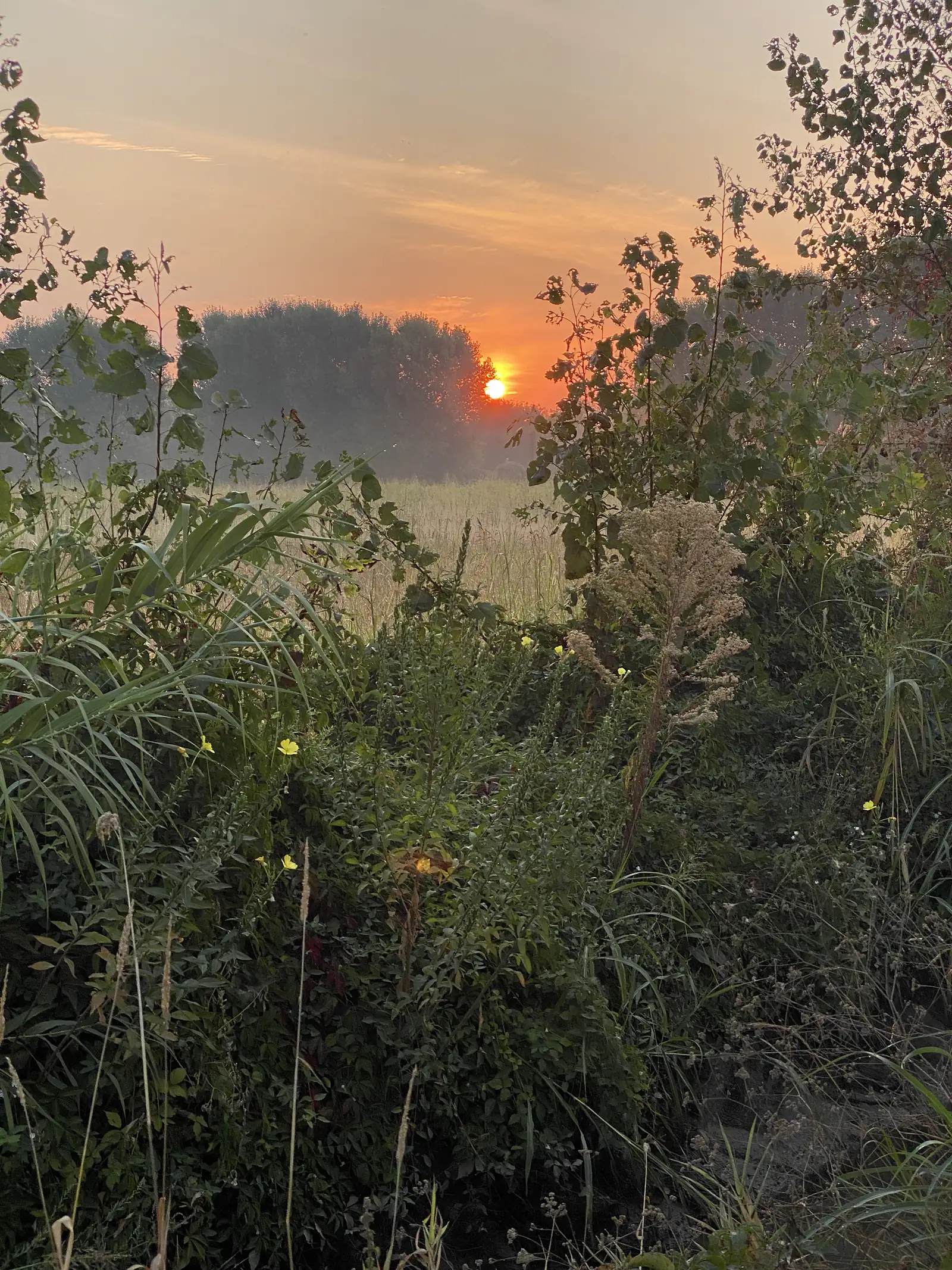 Wildflowers and reeds frame a low, glowing sunrise over a river seen through overhanging branches.
