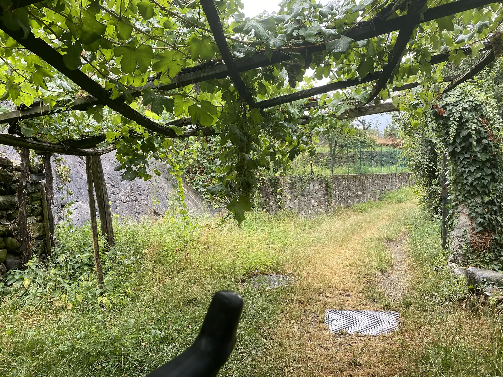 A grapevine-covered pergola shades a narrow overgrown path running alongside a stone wall on the edge of a hillside garden.