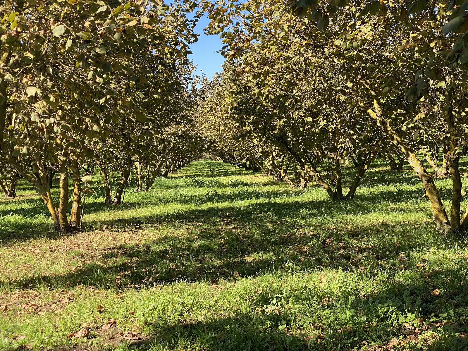 A grassy avenue running between neat rows of hazelnut trees, their canopies arching overhead to frame a patch of blue sky.