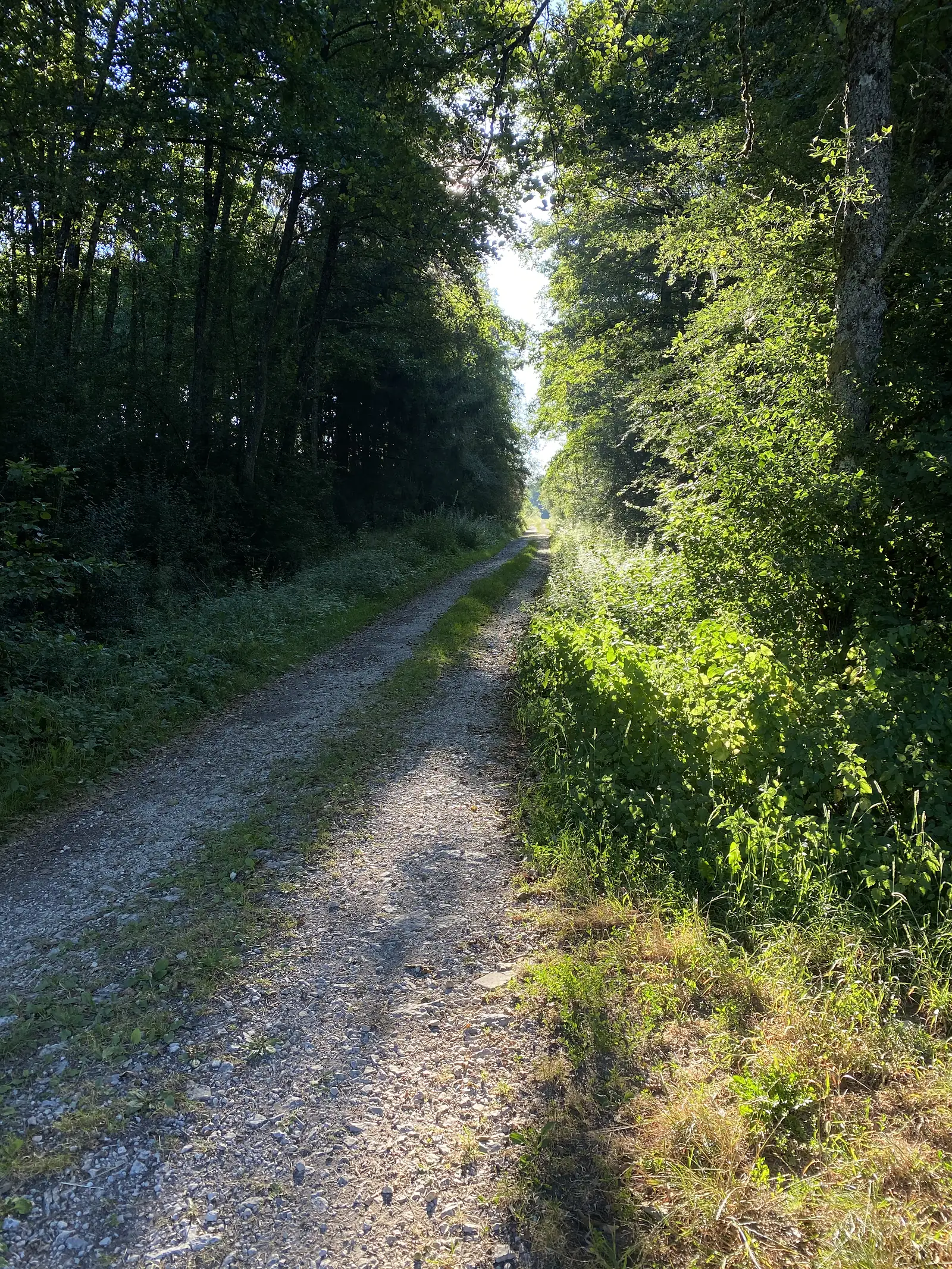 A stony gravel track runs straight through a tunnel of leafy trees, dappled with early sunlight.