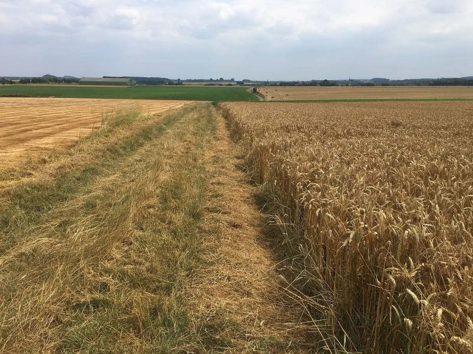 A ripe wheat field stretches towards distant farm buildings and a church spire on the horizon, with green crops and hay bales beyond.