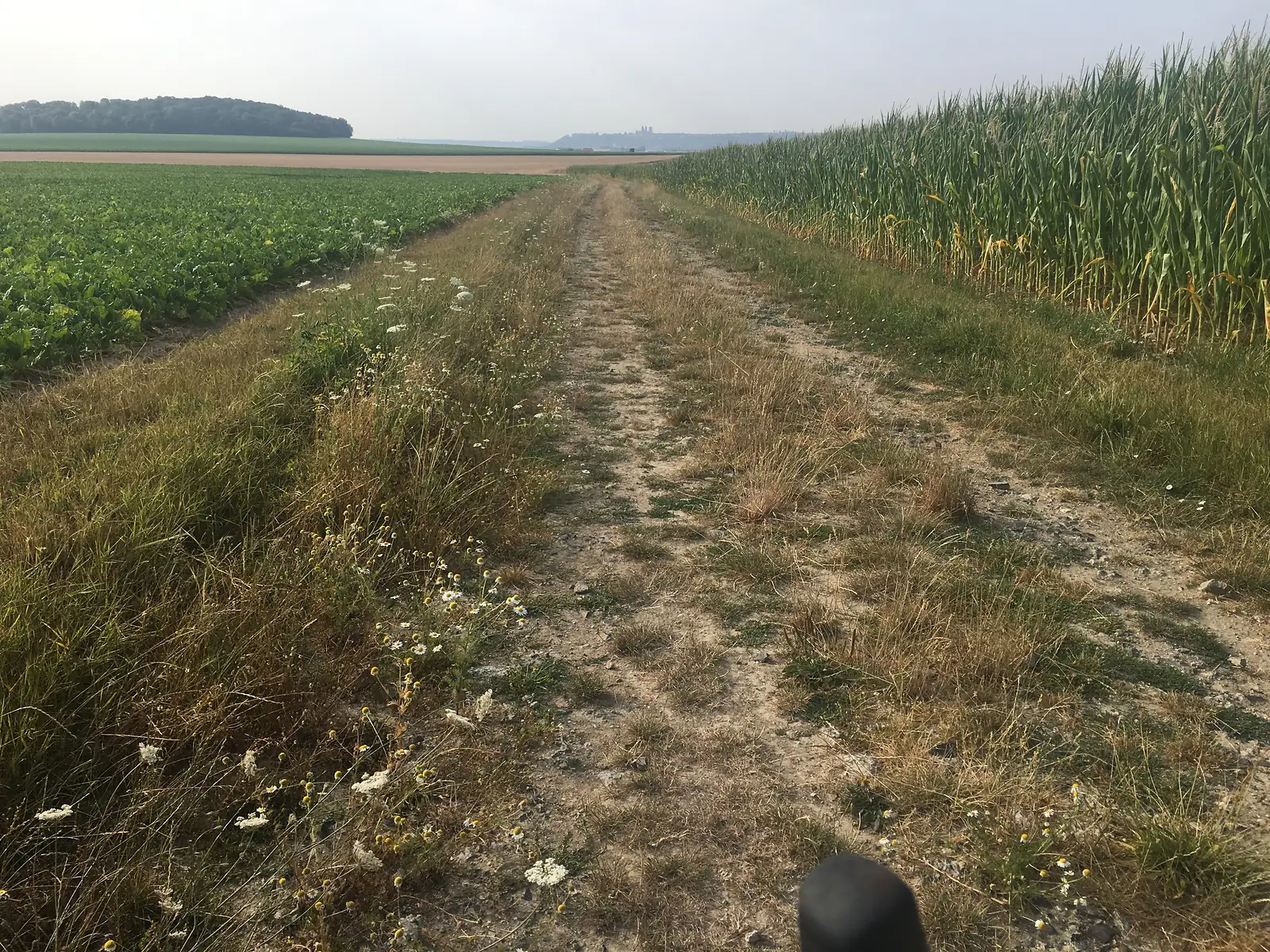 A dirt track runs alongside a field of green sugar beet, with the towers of a hilltop town rising faintly on the hazy horizon.