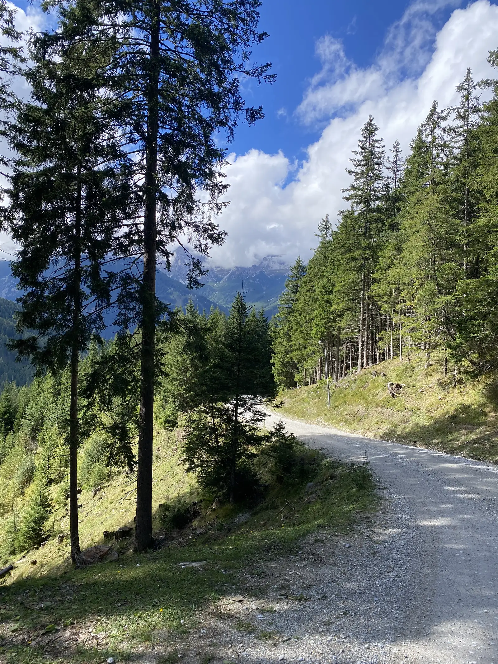 A gravel forest road curves downhill between tall spruce, with a cloud-topped mountain ridge across the valley beyond.