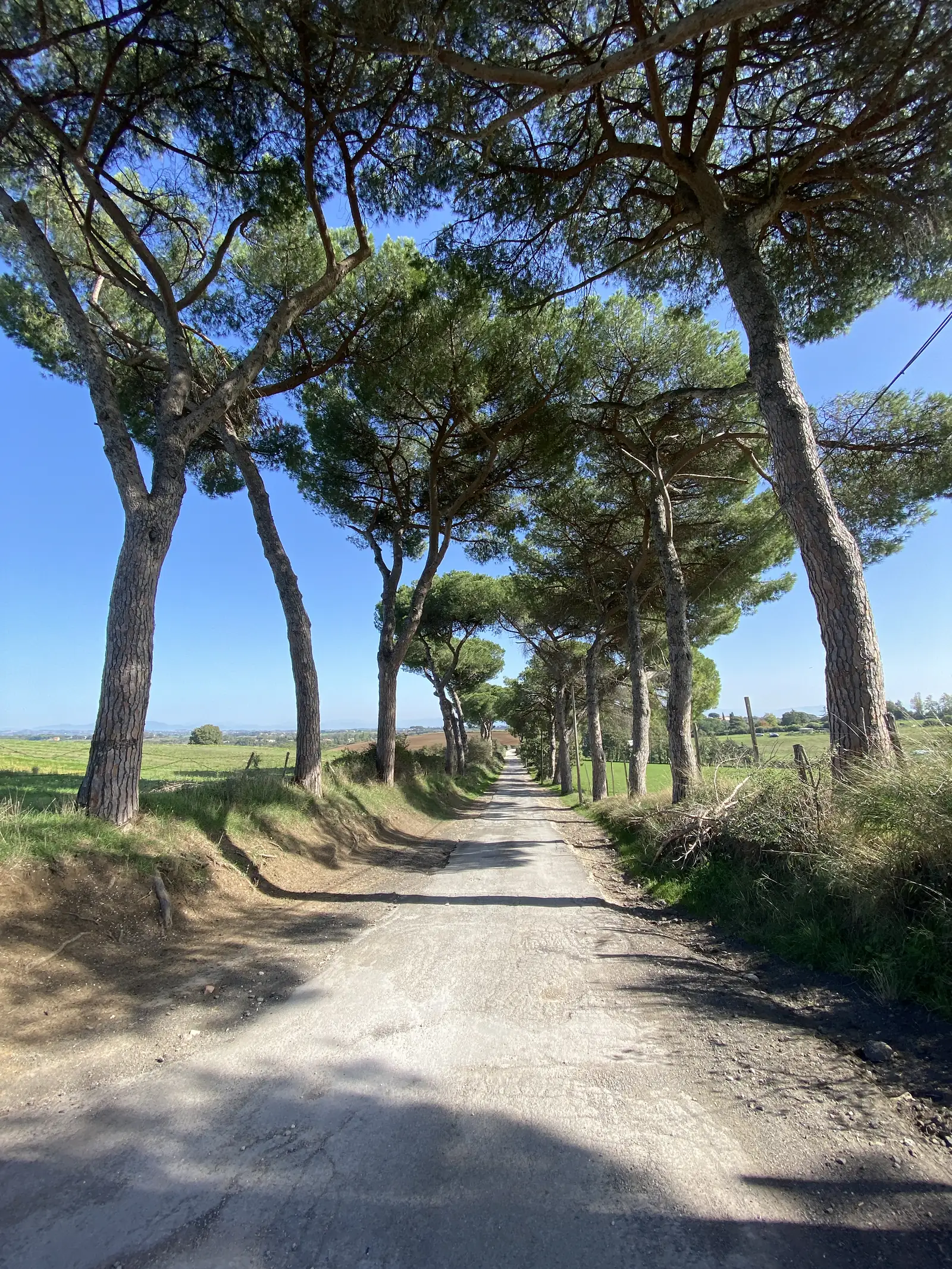A row of tall, wind-leaning pines line a gravel road stretching flat toward open countryside under a clear blue sky.