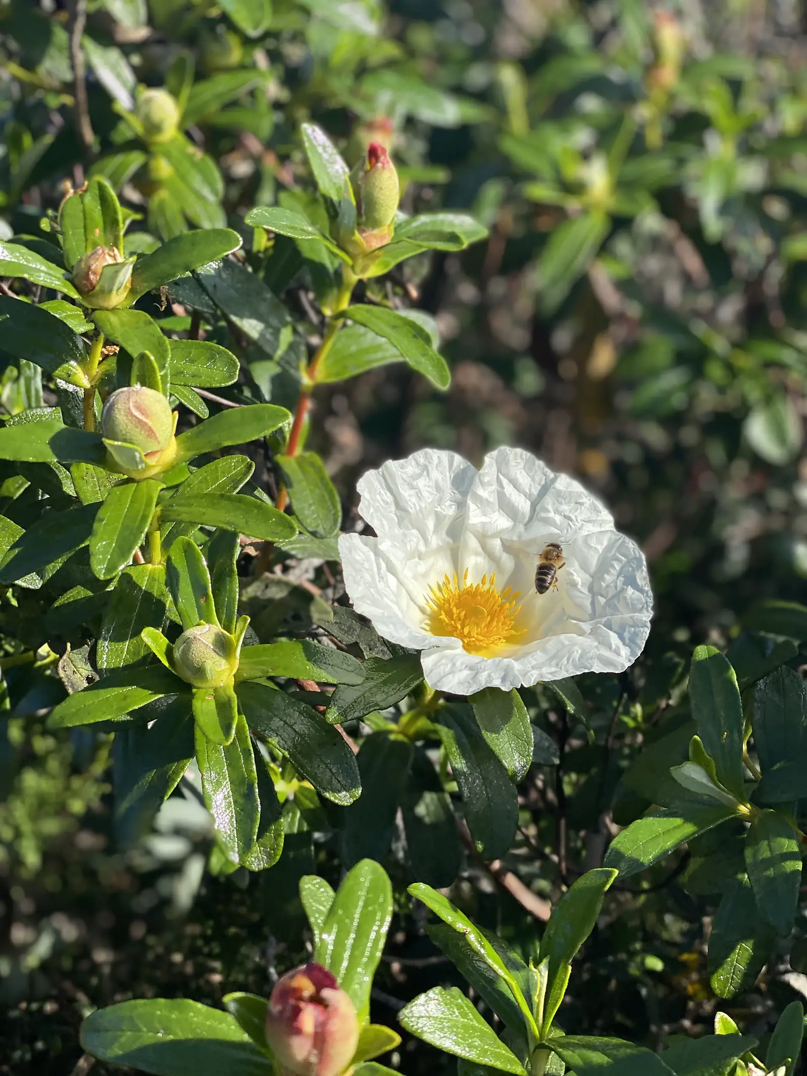 Single white gum cistus flower with crumpled petals and a yellow centre, a honeybee feeding at it, surrounded by glossy green leaves and pink-tipped buds.
