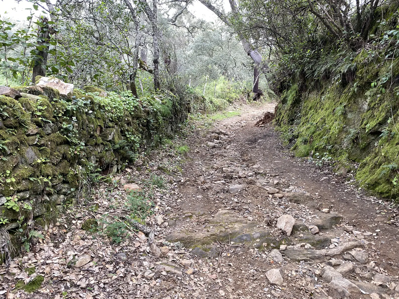 A rocky, deeply worn holloway climbing between mossy dry-stone walls under bare oaks.