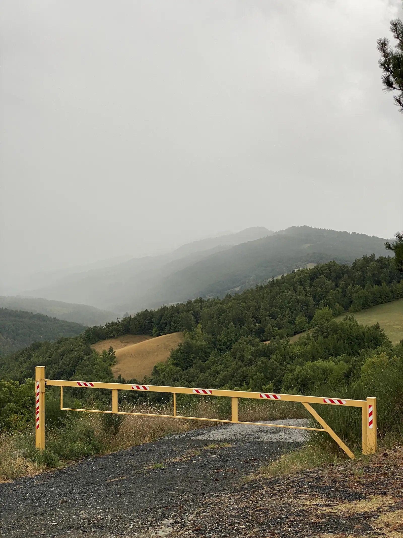 A yellow timber barrier gate marked with red-and-white stripes blocks a gravel track leading into pine forest above a misty valley.